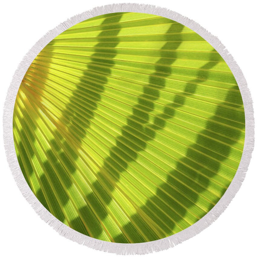 Palm Leaf Round Beach Towel featuring the photograph Green palm leaf and shadows 1 by Adriana Mueller