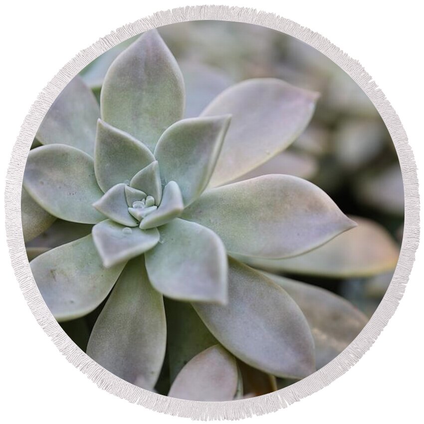 Succulent Round Beach Towel featuring the photograph Grey Ghost Plant by Mingming Jiang