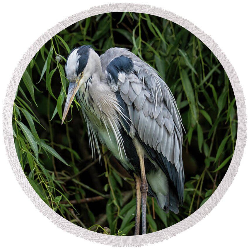 Grey Round Beach Towel featuring the photograph Grey Heron In The Tree by Artur Bogacki