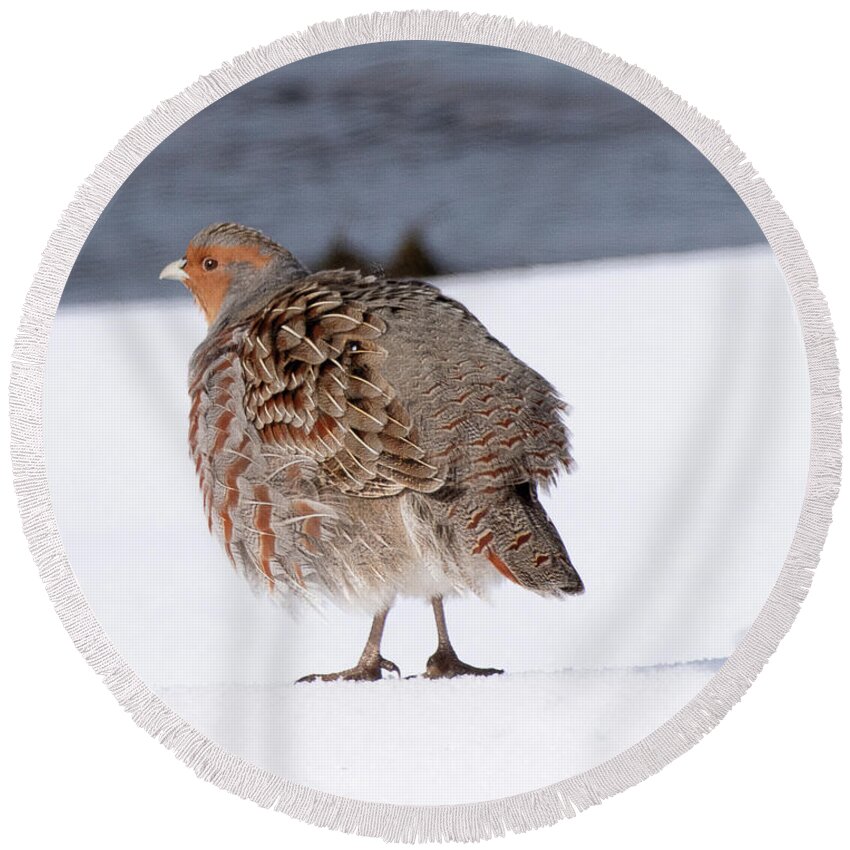 Bird Round Beach Towel featuring the photograph Grey Partridge on Henry's Fork by Dennis Hammer
