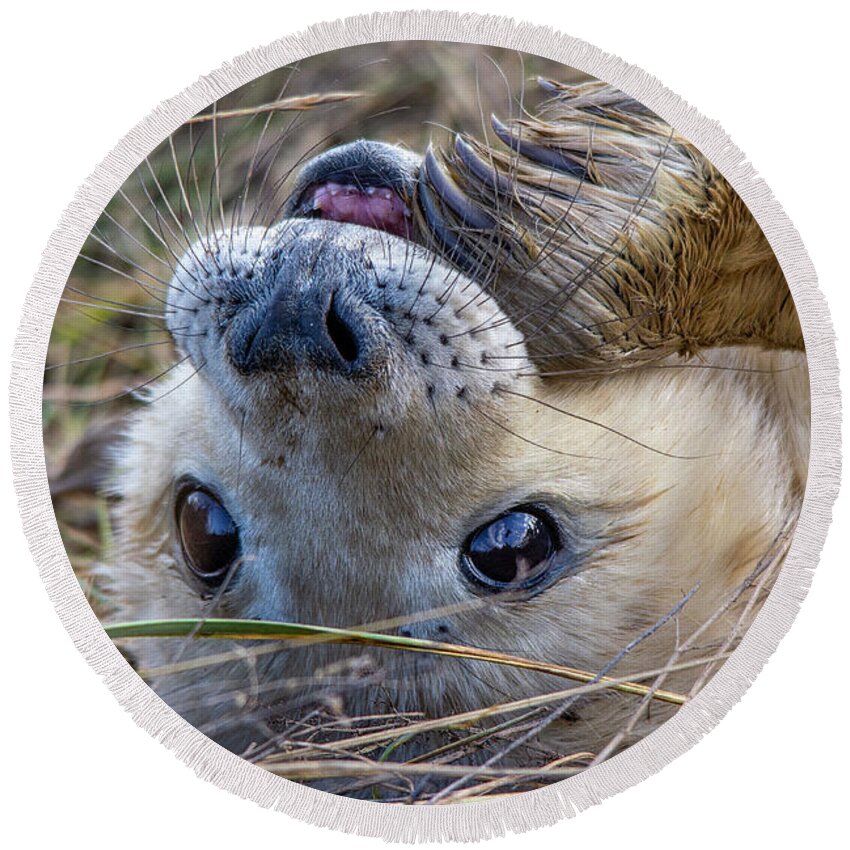 Grey Seal Round Beach Towel featuring the photograph Grey Seal pup with flipper in mouth by Gareth Parkes