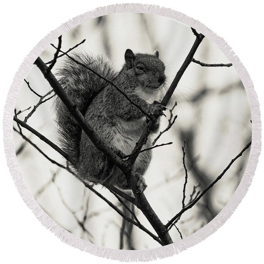 Squirrel Round Beach Towel featuring the photograph Grey Squirrel Monochrome by Jeff Townsend