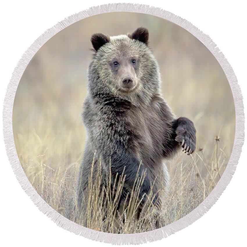Grizzly Cub Round Beach Towel featuring the photograph Grizzly Bear Cub Standing by Jack Bell