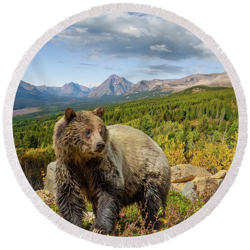 Adult Round Beach Towel featuring the photograph Grizzly Bear in Glacier National Park by Jeff Goulden
