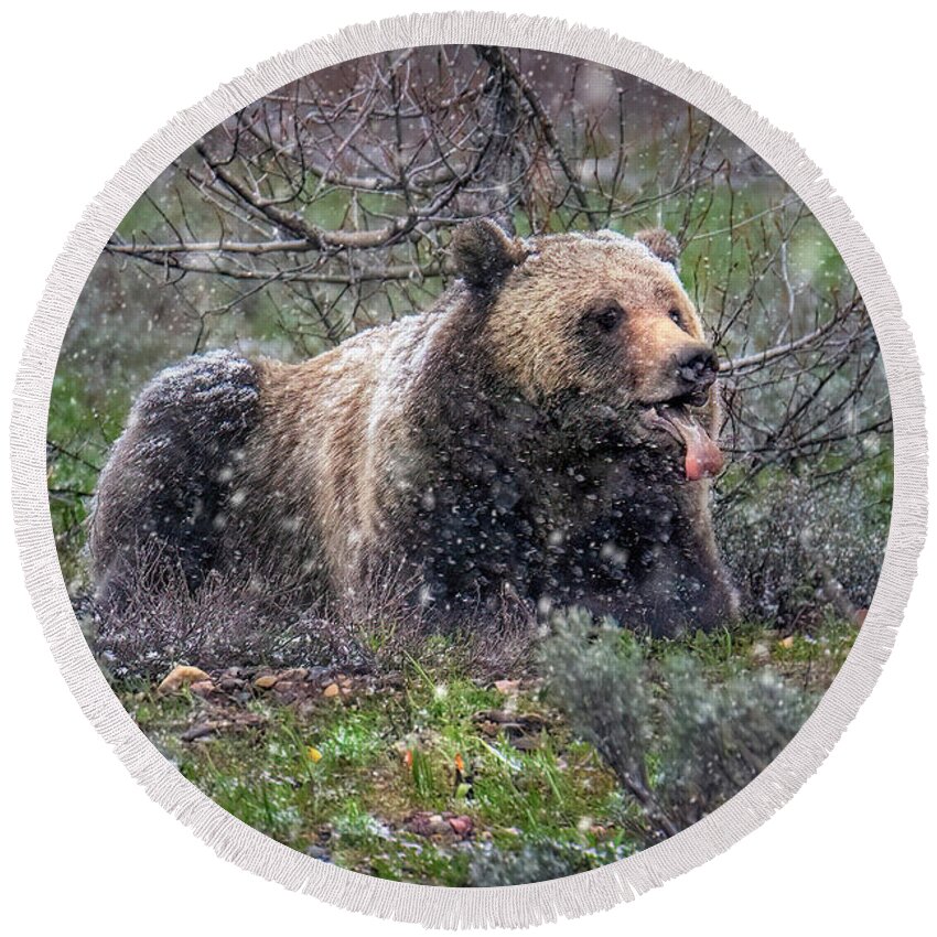 Snowflake Round Beach Towel featuring the photograph Grizzly Catching Snowflakes by Michael Ash