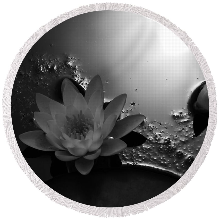 Jane Ford Round Beach Towel featuring the photograph Growth stages of a water lily by Jane Ford