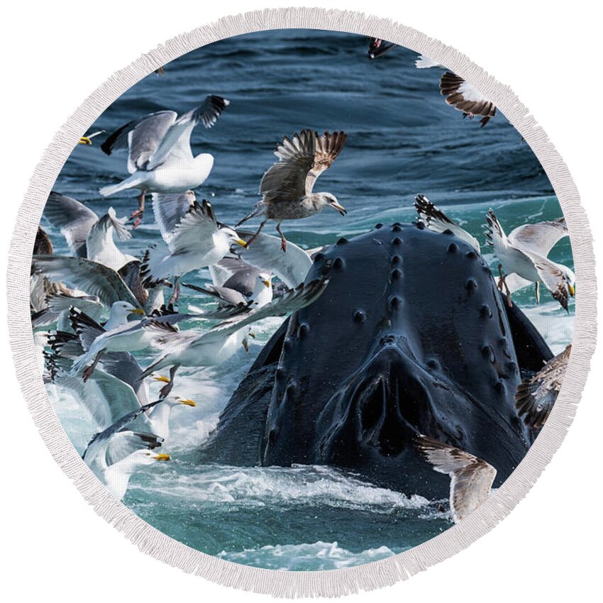 Whale Round Beach Towel featuring the photograph Gulls After Sandlance by Lorraine Cosgrove
