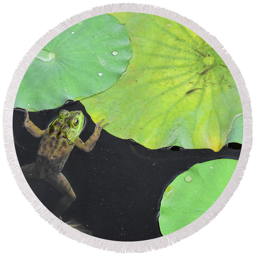 Bull Frog Plays Peek A Boo Partially Sticking Out Of The Water Of A Pond With Lily Pads Green Lily Pad Pads Dark Murky Water Drops Droplets Round Beach Towel featuring the photograph Hanging Out In The Pond by Ed Stokes