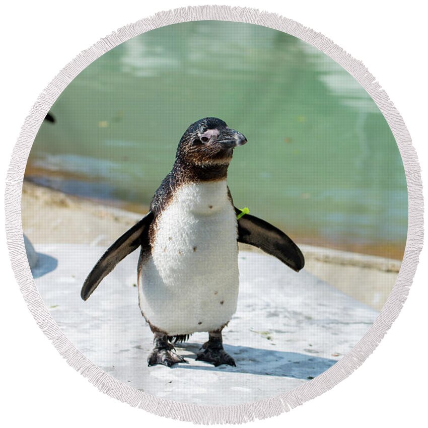 Penquin Round Beach Towel featuring the photograph Happy Dance by Stacy Abbott