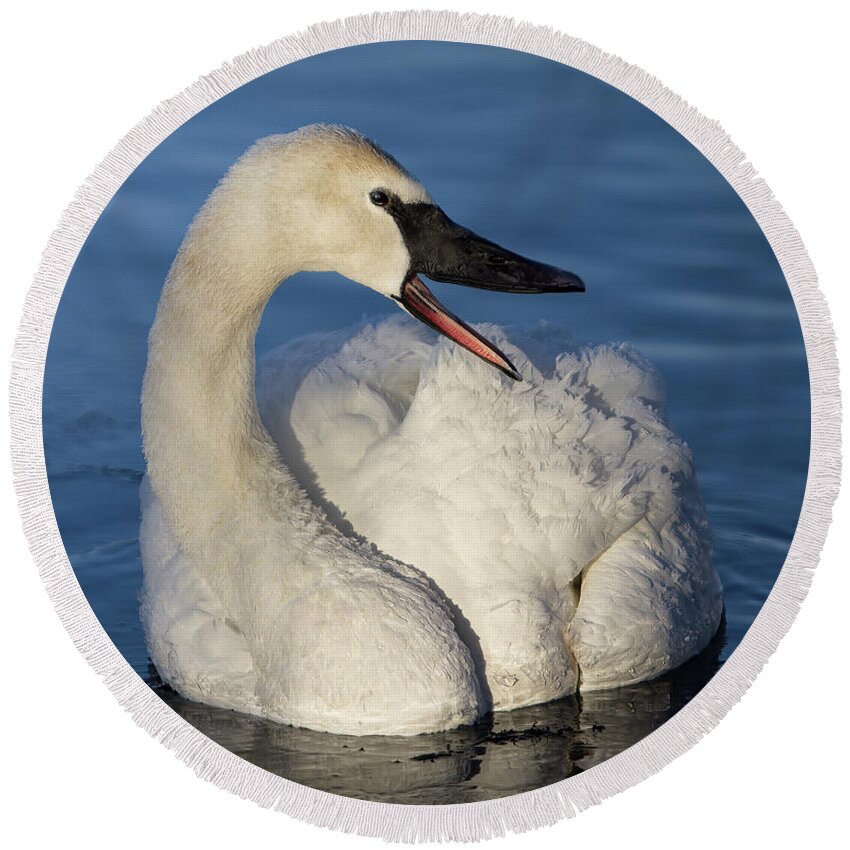 Swan Round Beach Towel featuring the photograph Happy Swan by Patti Deters