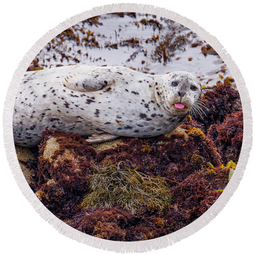 Harbor Seal Round Beach Towel featuring the photograph Happy The Harbor Seal by Derek Dean