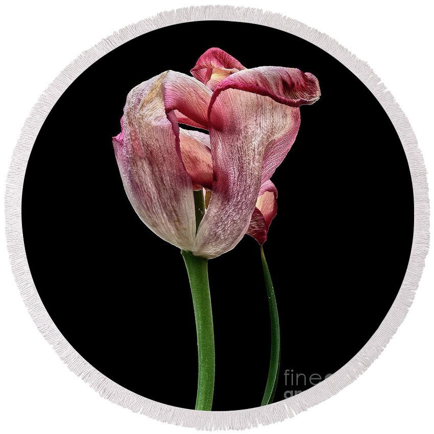 Withing Tulip Flower Associations Surreal Creative Beauty Beautiful Touching Weird Bizarre Eccentric Odd Peculiar Outlandish Unusual Imaginative Appealing Emotional Beautiful Wonderful Beauty Conceptual Singular Memorable Remarkable Striking Close Up Splendid Stunning Dramatic Impressive Effective Powerful Strong Meaningful Stylish Thoughtful Provocative Effective Telling Amazing Thoughtful Expressive Attentive Creative Black Background Philosophical Mysterious Elegance Simplicity Textural Fun Round Beach Towel featuring the photograph Happy withering tulip, beauty, thinker, black background,  by Tatiana Bogracheva