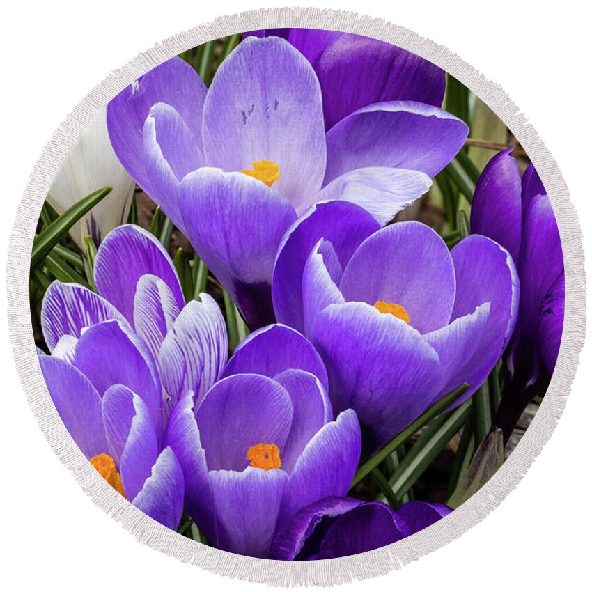Crocus Round Beach Towel featuring the photograph Harbinger of Spring by Craig A Walker
