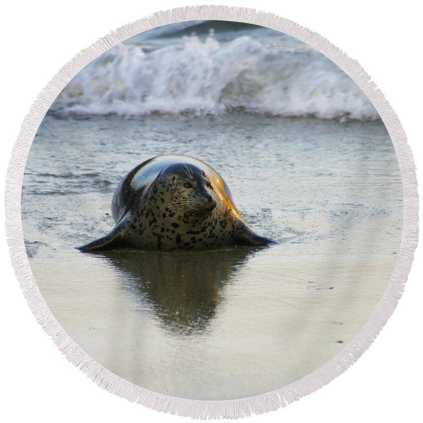 Harbor Seal Round Beach Towel featuring the photograph Harbor Seal in Golden Light by Anthony Jones