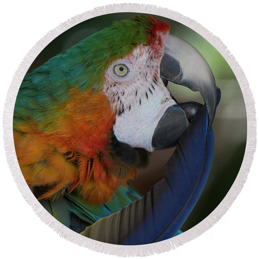 Bird Round Beach Towel featuring the photograph Harlequin Macaw by Carolyn Hutchins