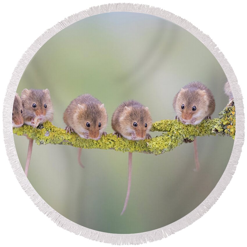 Cute Round Beach Towel featuring the photograph Harvest mouse gang by Erika Valkovicova