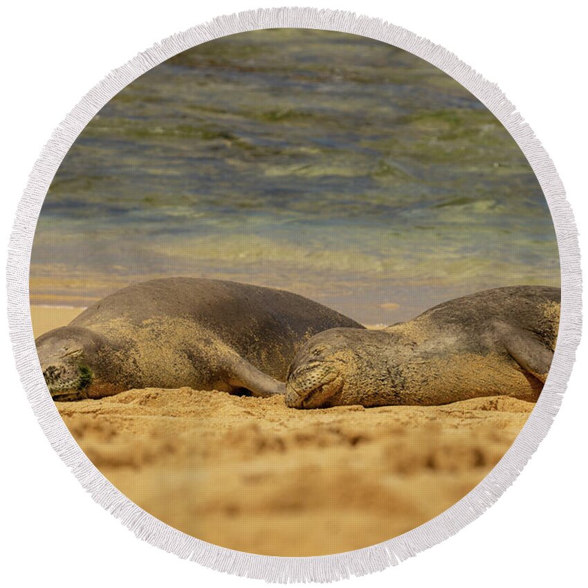 Animal Round Beach Towel featuring the photograph Hawaiian Monk Seals Napping on the Beach by Nancy Gleason
