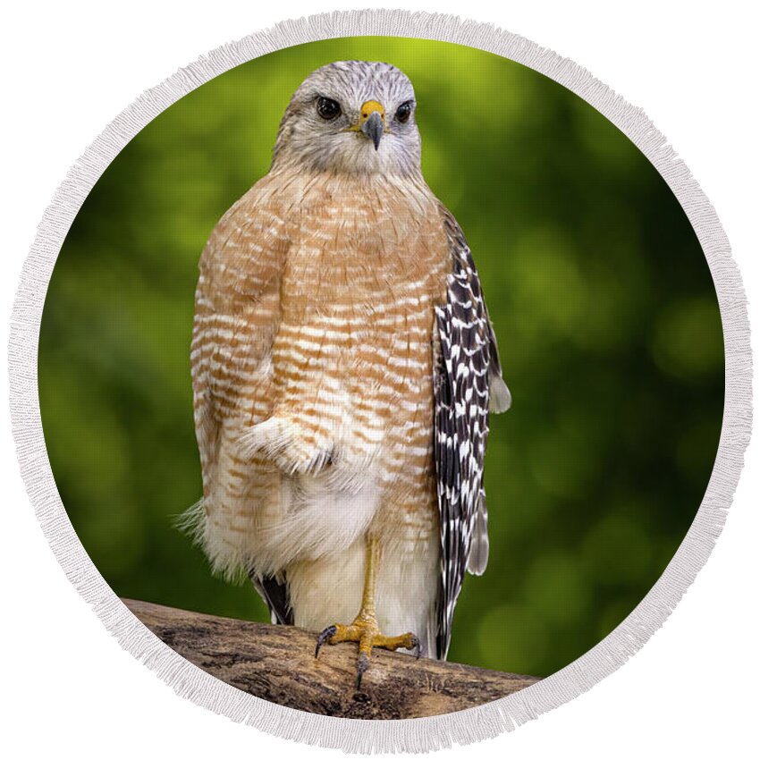 Hawk Round Beach Towel featuring the photograph Hawk Encounter by Mark Andrew Thomas