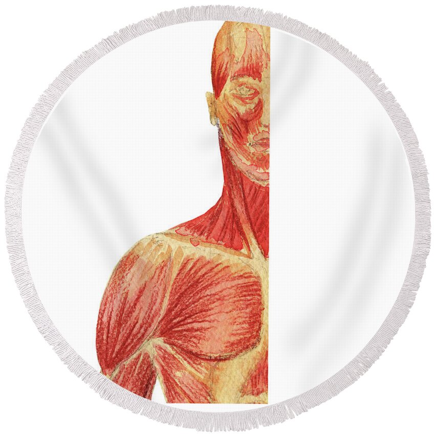 Head And Shoulder Round Beach Towel featuring the painting Head Neck Shoulder Chest Anterior Medical Anatomy Watercolor by Irina Sztukowski