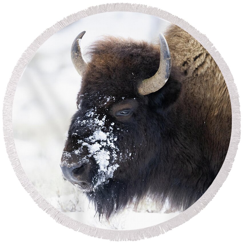 Yellowstone National Park Round Beach Towel featuring the photograph Head of Bison by Cheryl Strahl