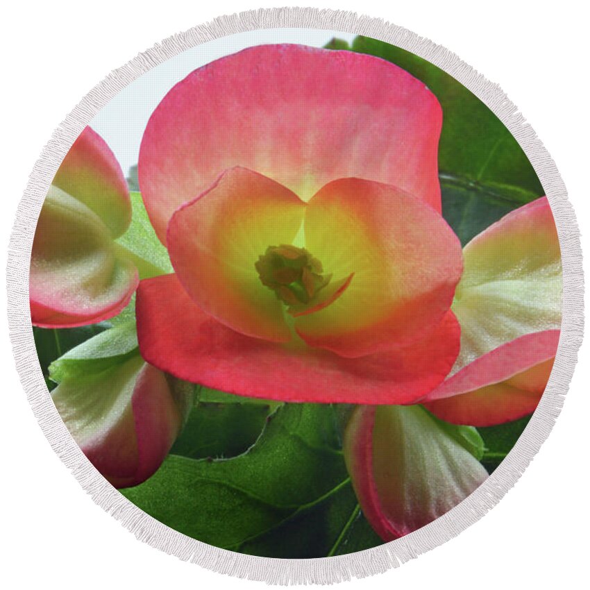 Begonia Round Beach Towel featuring the photograph Heart Of Begonia by Terence Davis