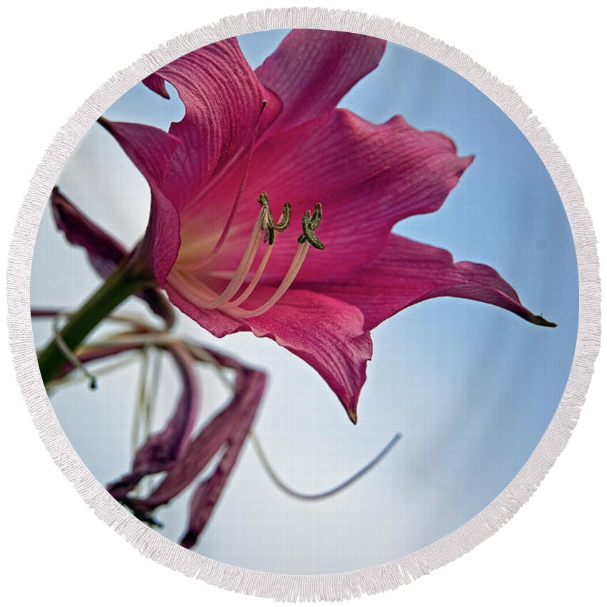 Lily Round Beach Towel featuring the photograph Heirloom by M Kathleen Warren
