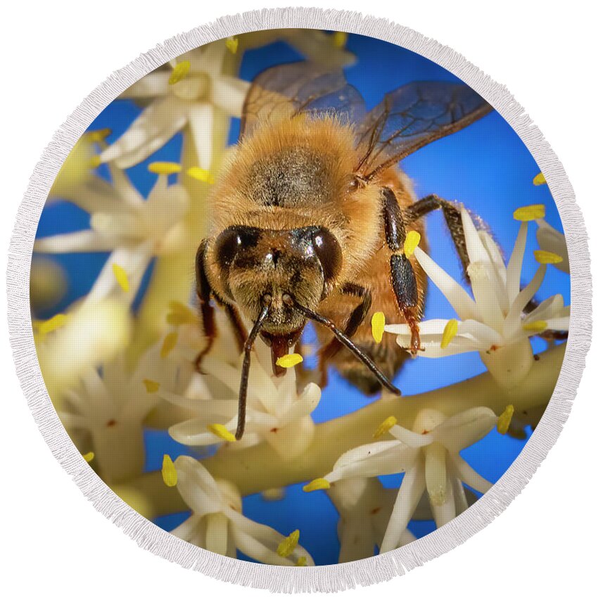 Bee Round Beach Towel featuring the photograph Hello Honey Bee by Mark Andrew Thomas