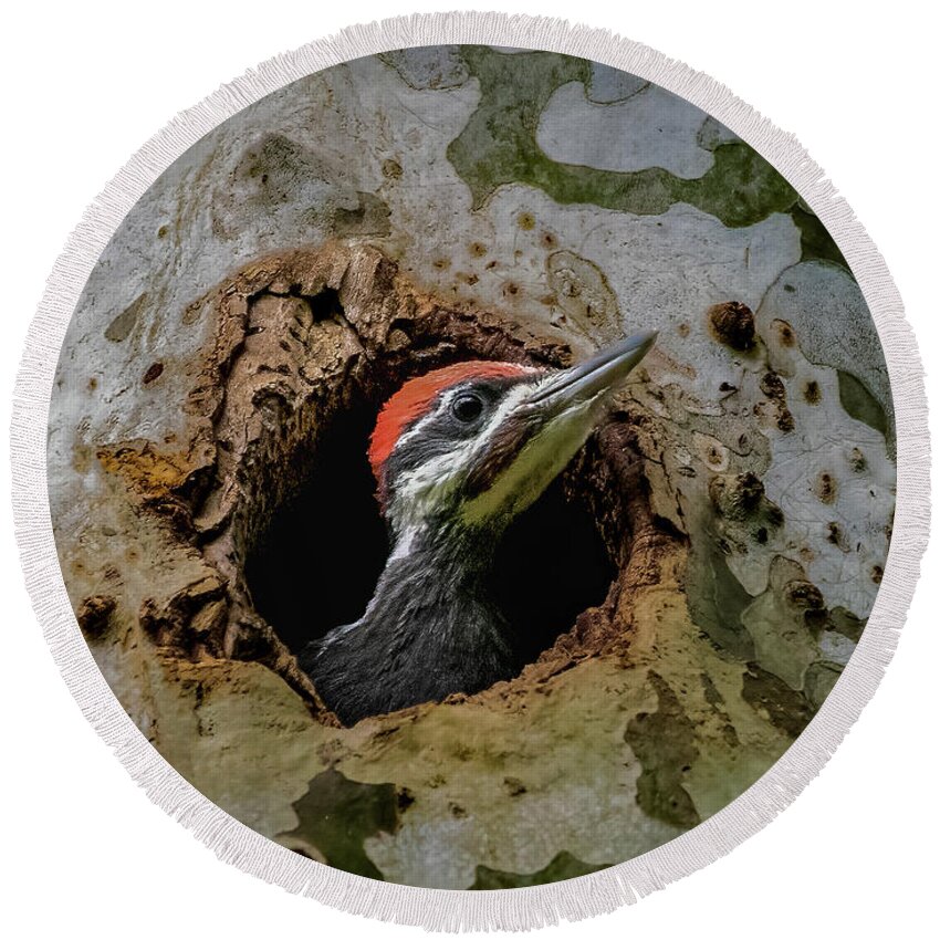 Pileated Round Beach Towel featuring the photograph Hello world by Brian Shoemaker