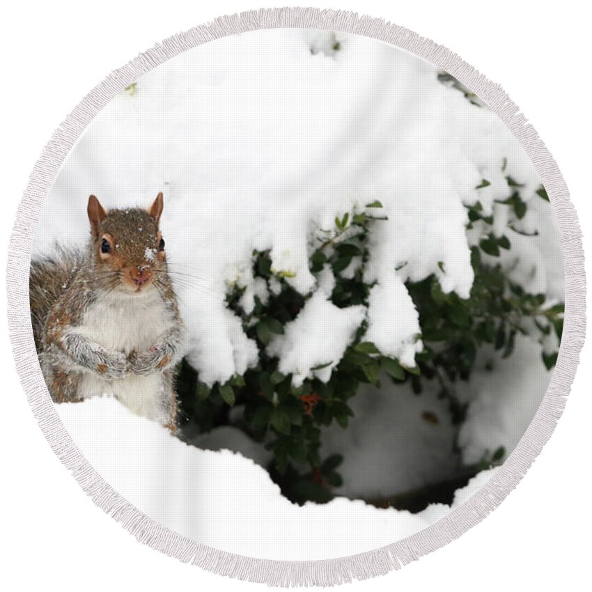 Squirrels Round Beach Towel featuring the photograph Hello, You Looking For Me? by Trina Ansel