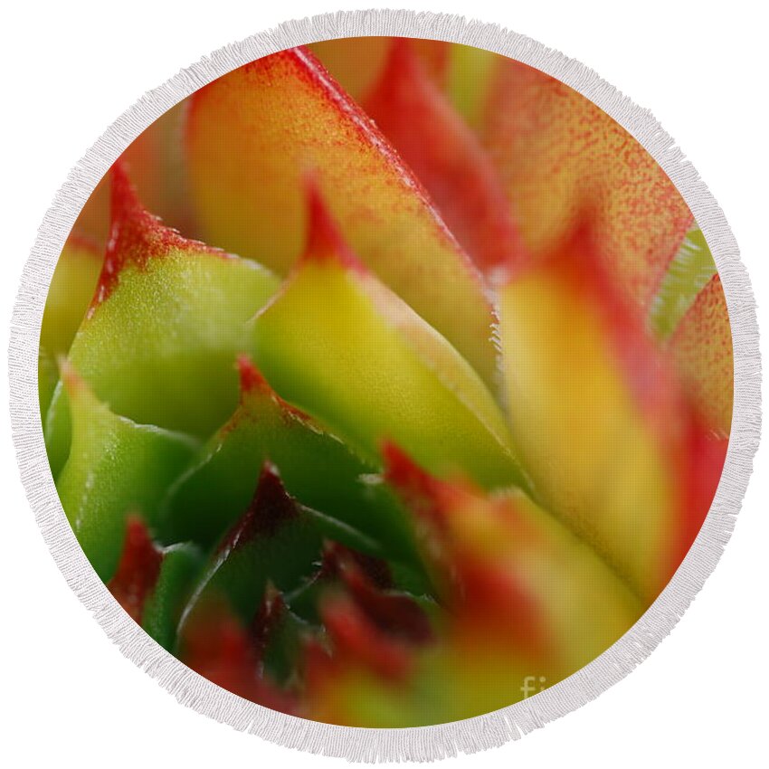 Hens And Chicks Round Beach Towel featuring the photograph Hens And Chicks #2 by Stephanie Gambini