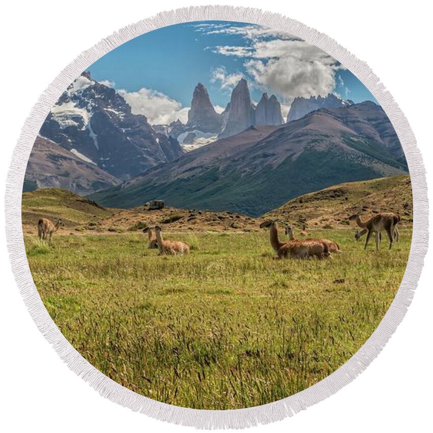 Andes Round Beach Towel featuring the photograph Herd of Guanacos grazing and resting in the foothills of Torres by Henri Leduc