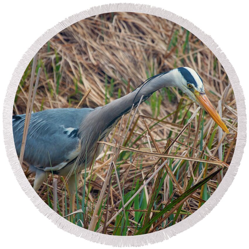 Heron Round Beach Towel featuring the photograph Heron 3 by Steev Stamford