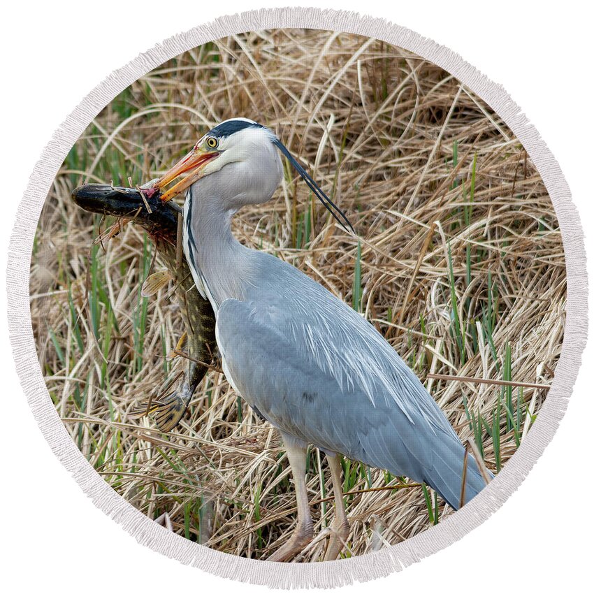 Heron Round Beach Towel featuring the photograph Heron and pike by Steev Stamford