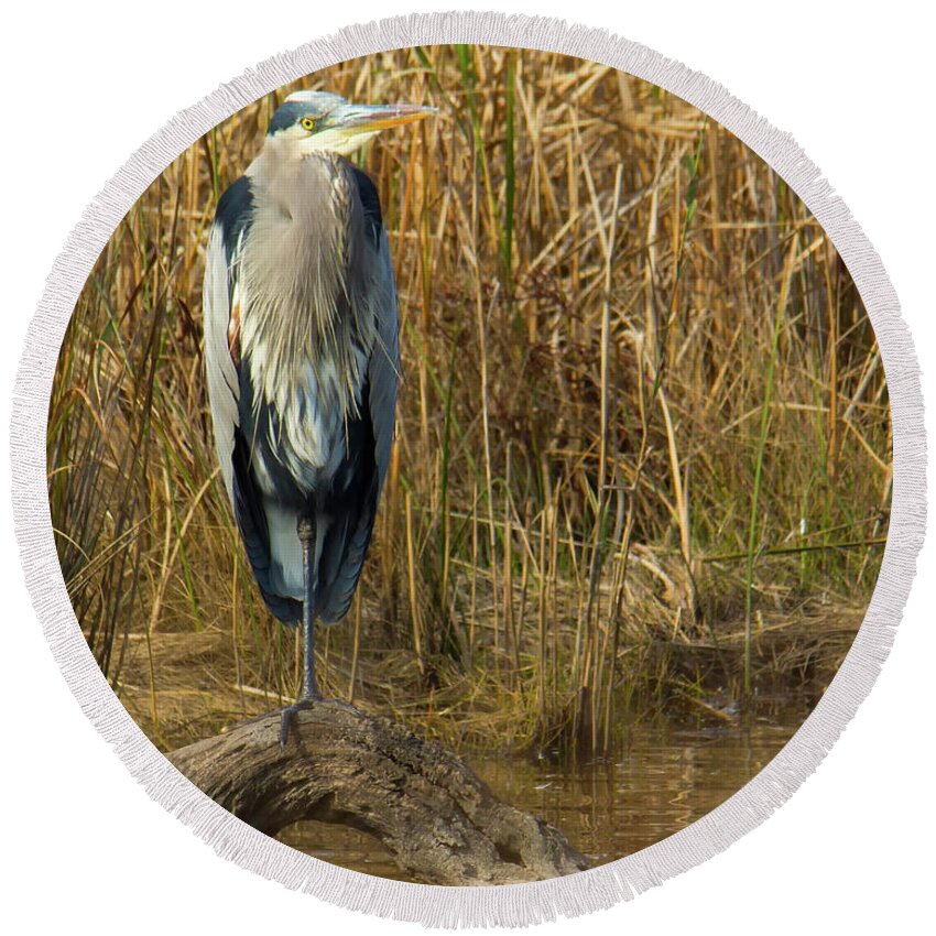Animals Round Beach Towel featuring the photograph Heron standing on log in water by Charles Floyd