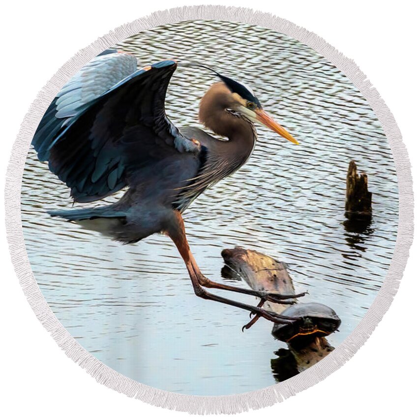 Lakes And Rivers Round Beach Towel featuring the photograph Heron Sticks the Landing by Larey McDaniel
