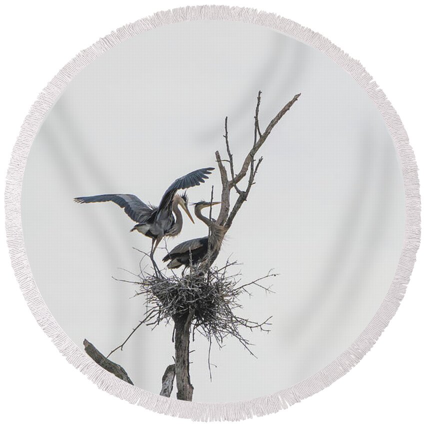 Great Blue Heron Round Beach Towel featuring the photograph Hey Babe by David Waldrop