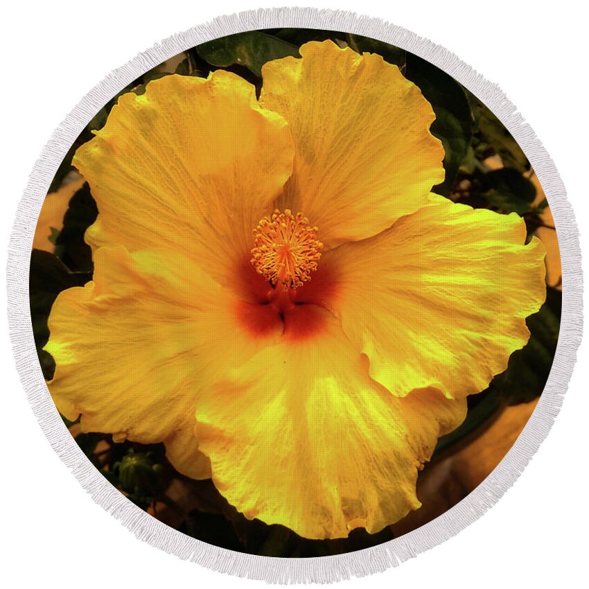 Flower Round Beach Towel featuring the photograph Hibiscus by Dan Eskelson