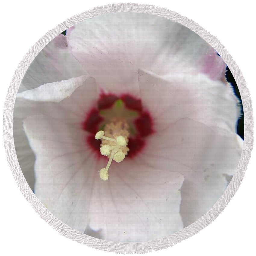 Hibiscus Round Beach Towel featuring the photograph Hibiscus Power by Catherine Wilson