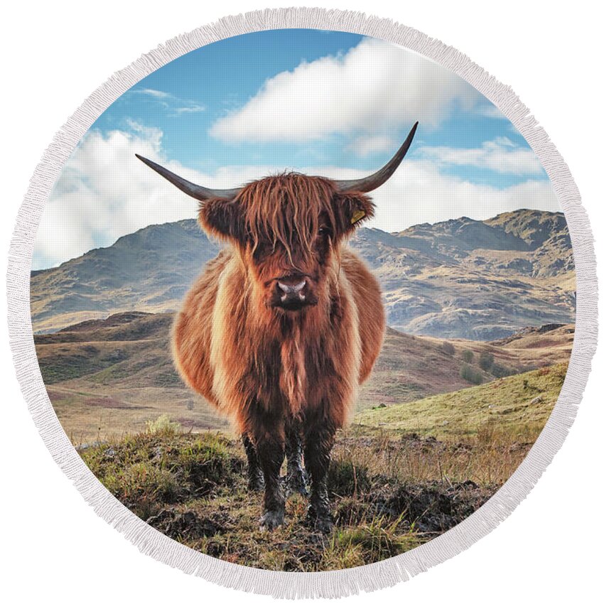 Highland Cow Round Beach Towel featuring the photograph Highland Cow Loch Lomond and Trossachs Park by Grant Glendinning