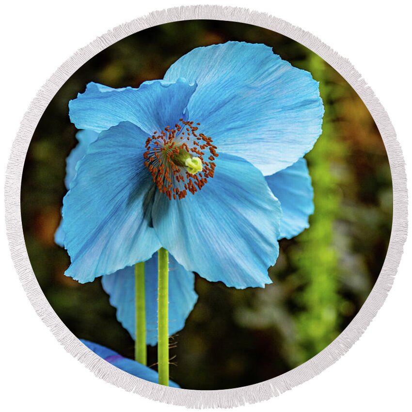 Blue Round Beach Towel featuring the photograph Himalayan Blue Poppy by Louis Dallara