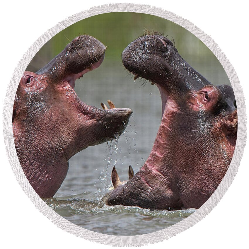 Adult Round Beach Towel featuring the photograph Hippopotamus amphibius, an adult with a juvenile by Tony Mills