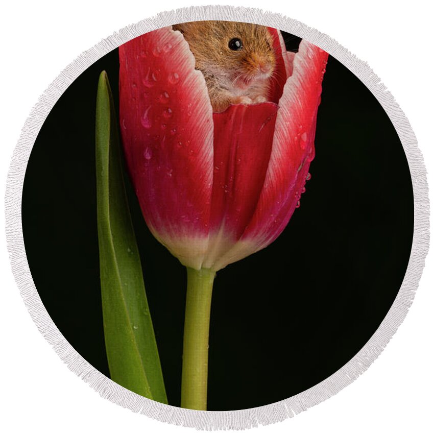 Harvest Round Beach Towel featuring the photograph HM Tulip-02013 by Miles Herbert