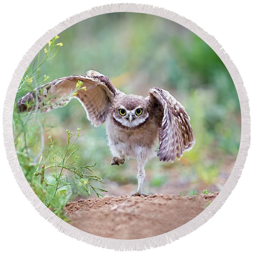 Burrowing Owl Round Beach Towel featuring the photograph Hold on, I'm comin' by Judi Dressler