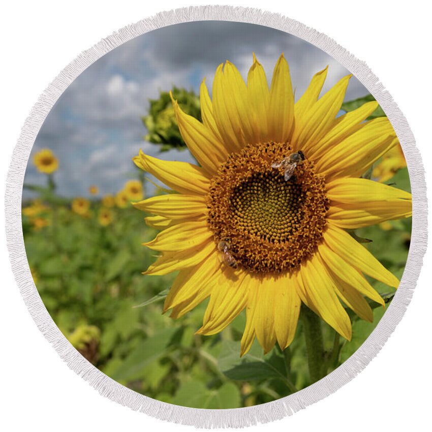 Sunflower Round Beach Towel featuring the photograph Honeybee on Sunflower by Carolyn Hutchins