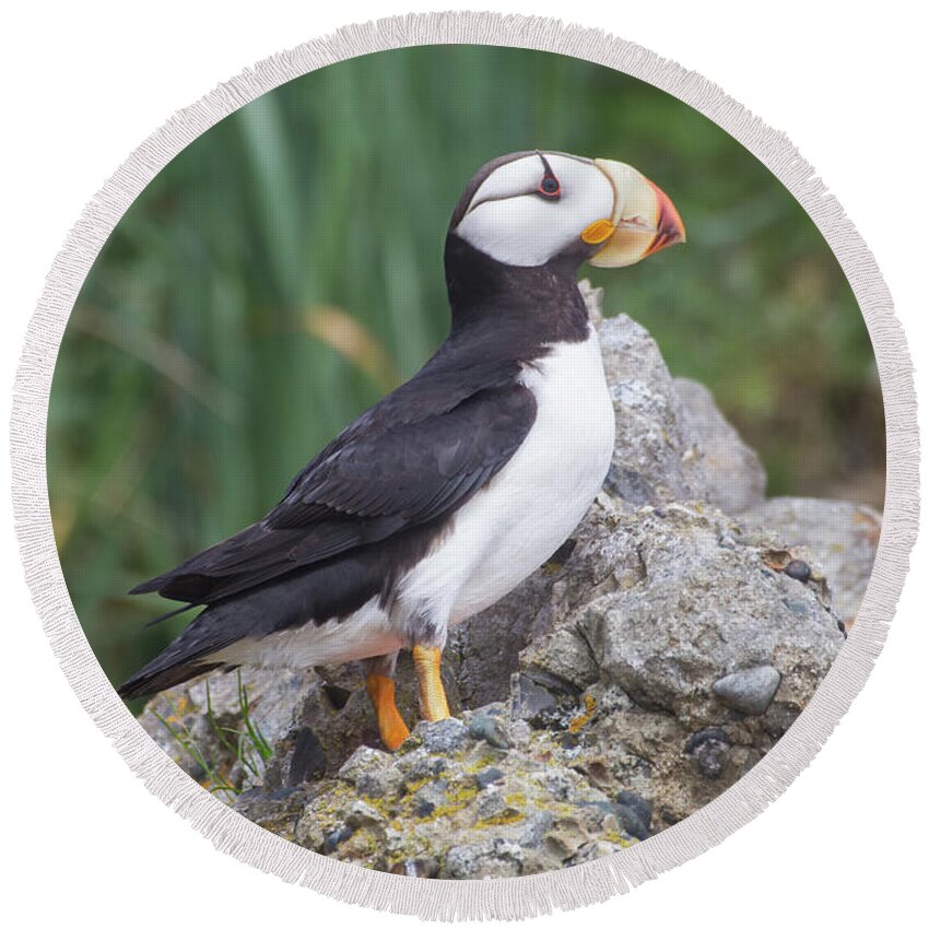 Bird Round Beach Towel featuring the photograph Horned Puffin by Chris Scroggins