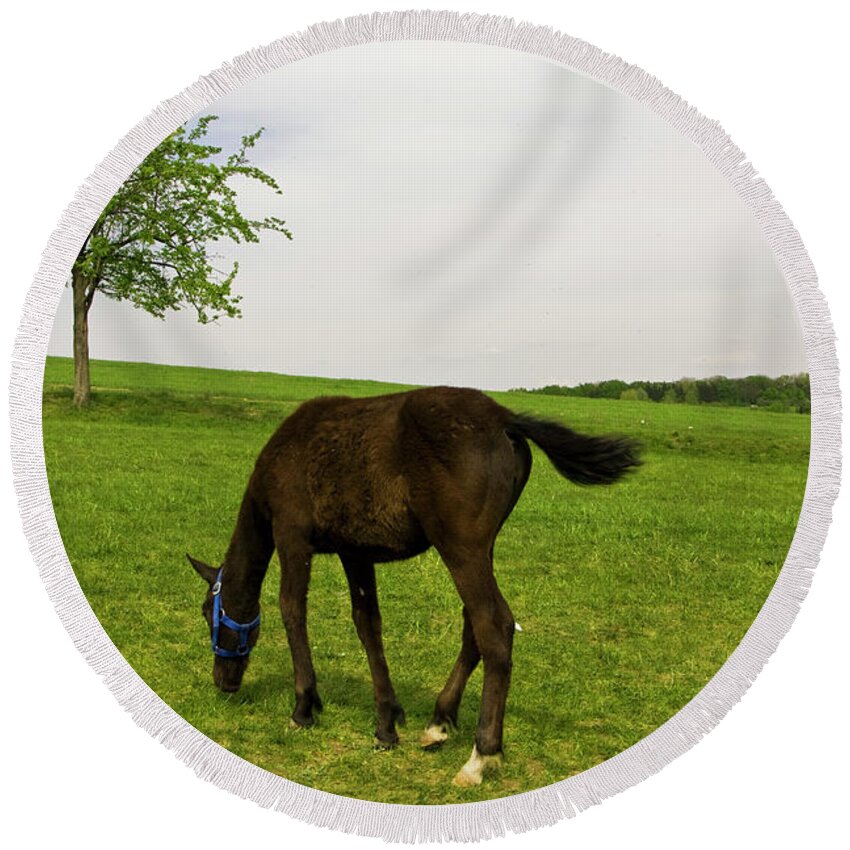 Horse Round Beach Towel featuring the photograph Horse and tree by Irina Afonskaya