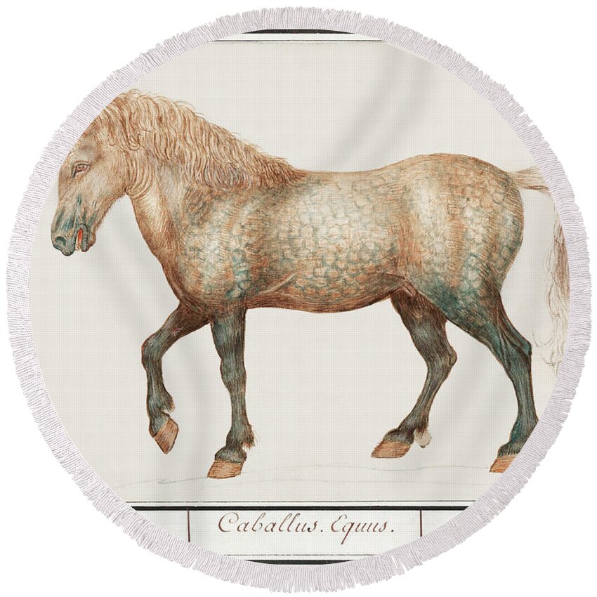 Old Painting Of A Horse Round Beach Towel featuring the mixed media Horse by Anselmus Boetius de Boodt