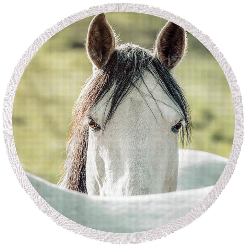 Beauty In Nature Round Beach Towel featuring the photograph Horse in a meadow at sunrise by Benoit Bruchez