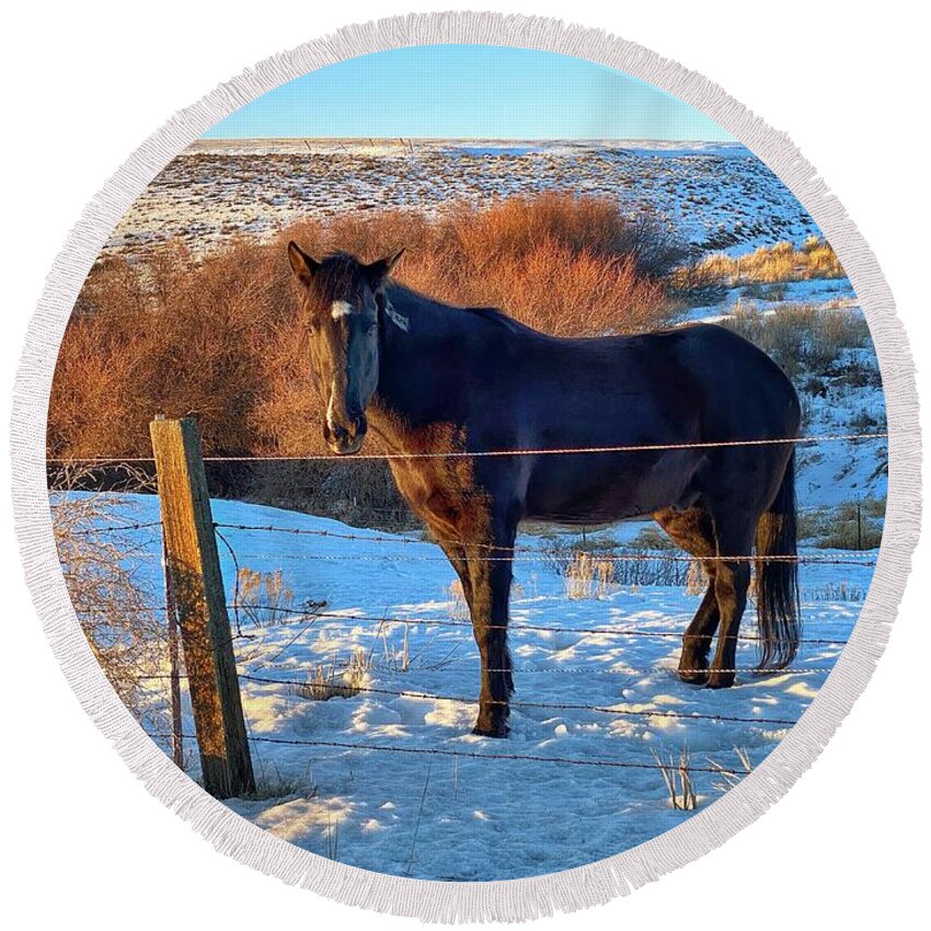 Horse Round Beach Towel featuring the photograph Horse in Snow by Jerry Abbott