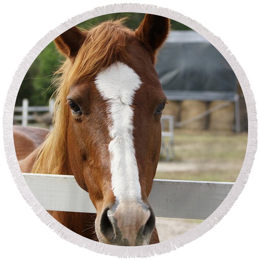  Round Beach Towel featuring the photograph Horse Welcome by Heather E Harman